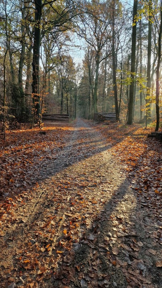 bos woud herfst loof (vergroot foto)